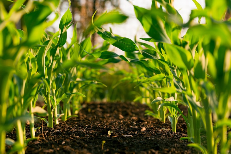 Sustainable Agriculture